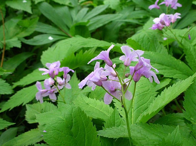 Cardamine bulbifera / Dentaria minore